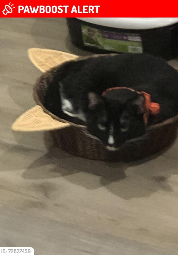 Lost Male Cat last seen Hermosa , Rancho Cucamonga, CA 91730