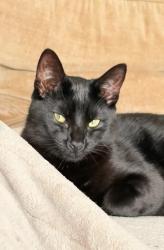 Lost Male Cat last seen G14 9NU , Glasgow City, Scotland G14 9NU