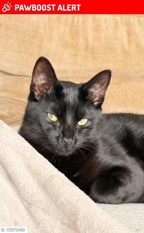 Lost Male Cat last seen G14 9NU , Glasgow City, Scotland G14 9NU