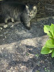 Found/Stray Unknown Cat last seen In Radisson near Columbine, Fields End, East Patrol, Radisson, NY 13027