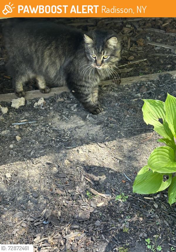 Found/Stray Unknown Cat last seen In Radisson near Columbine, Fields End, East Patrol, Radisson, NY 13027