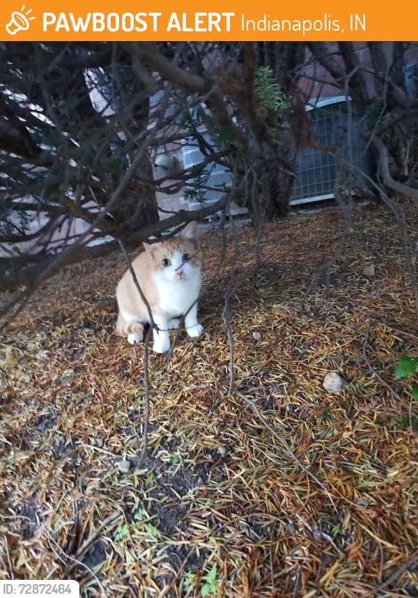 Found/Stray Unknown Cat last seen 52nd and Allisonville Rd., Indianapolis, IN 46205