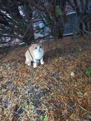Found/Stray Unknown Cat last seen 52nd and Allisonville Rd., Indianapolis, IN 46205