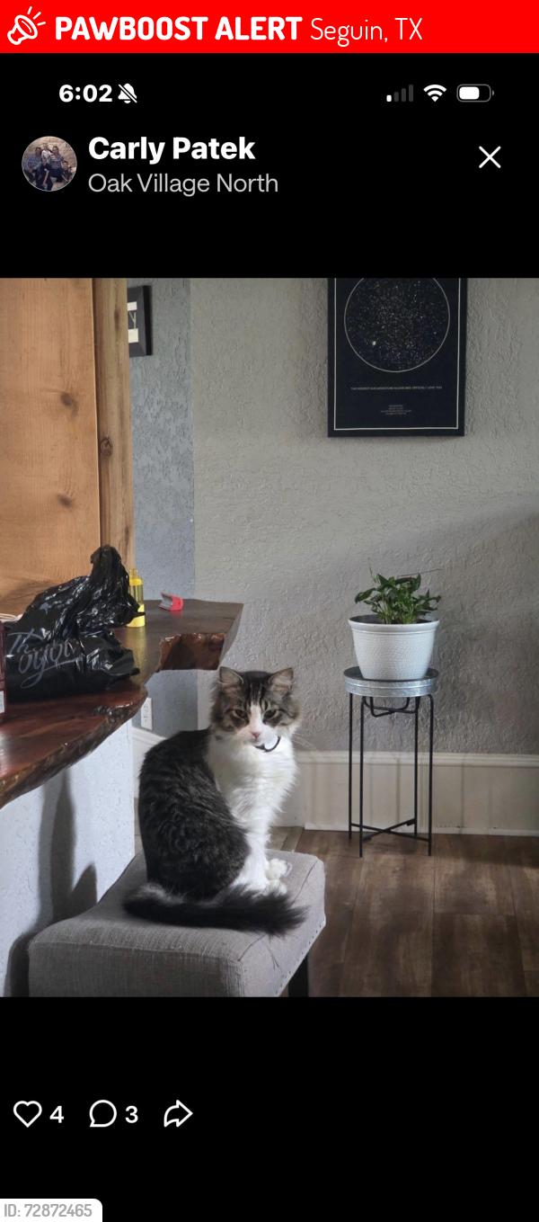 Lost Male Cat last seen Martindale rd, Seguin, TX 78155