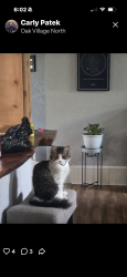 Lost Male Cat last seen Martindale rd, Seguin, TX 78155
