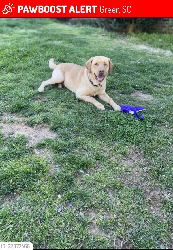 Lost Male Dog last seen Apple bees , Greer, SC 29651