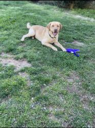 Lost Male Dog last seen Apple bees , Greer, SC 29651