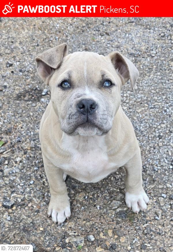Lost Male Dog last seen Rolling green road & Hwy 183, Pickens, SC 29671