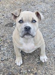 Lost Male Dog last seen Rolling green road & Hwy 183, Pickens, SC 29671