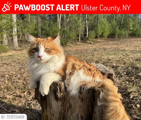 Lost Male Cat last seen Woodland Ridge road, Ulster County, NY 12446