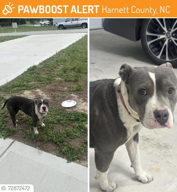 Found/Stray Female Dog last seen Guy road and oak grove church intersection , Harnett County, NC 27501
