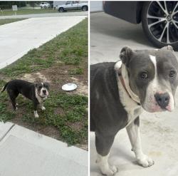 Found/Stray Female Dog last seen Guy road and oak grove church intersection , Harnett County, NC 27501