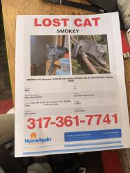 Lost Male Cat last seen Near , McCordsville, IN 46055