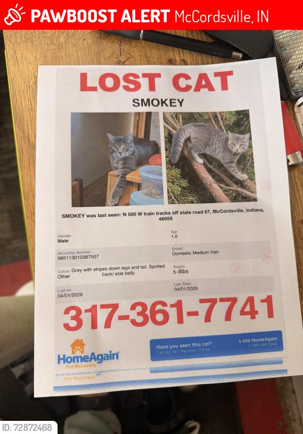 Lost Male Cat last seen Near , McCordsville, IN 46055