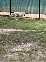 Found/Stray Male Dog last seen Suber Rd , Greer, SC 29650