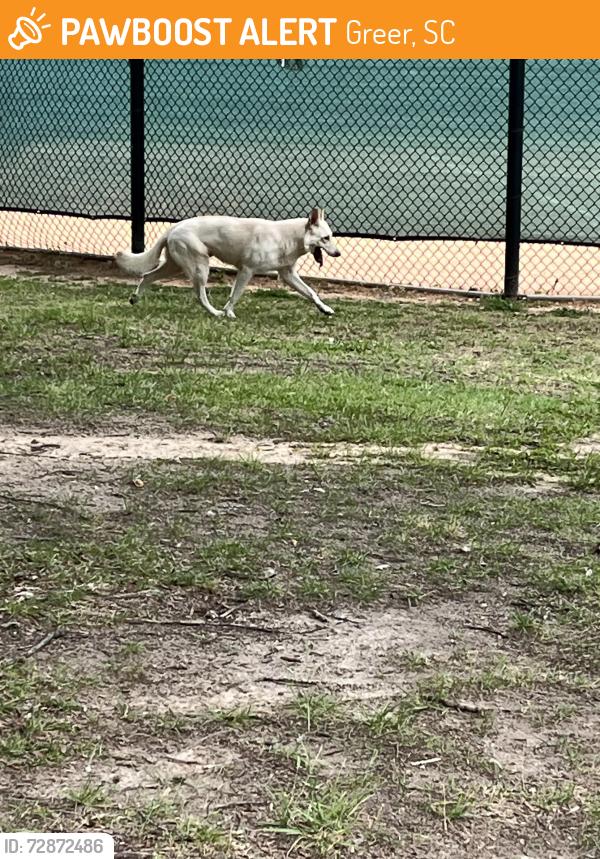Found/Stray Male Dog last seen Suber Rd , Greer, SC 29650