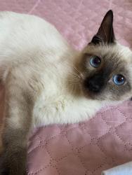 Lost Male Cat last seen Em frente ao posto Ipiranga , Jardim do Tiro, SP 02842-000