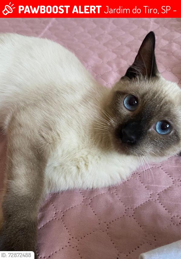 Lost Male Cat last seen Em frente ao posto Ipiranga , Jardim do Tiro, SP 02842-000