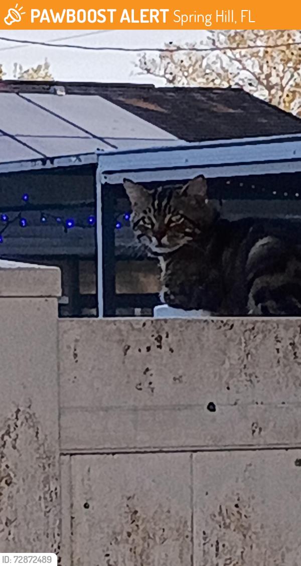 Found/Stray Unknown Cat last seen Mohawk and Cherokee , Spring Hill, FL 34606