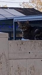 Found/Stray Unknown Cat last seen Mohawk and Cherokee , Spring Hill, FL 34606