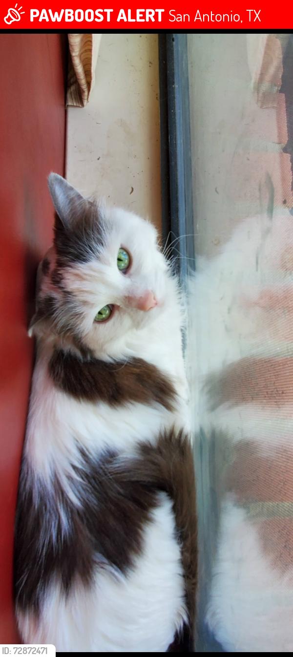 Lost Female Cat last seen Cinnamon Creek, Hamilton Wolfe, Floyd Curl, San Antonio, TX 78240