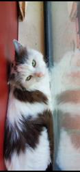 Lost Female Cat last seen Cinnamon Creek, Hamilton Wolfe, Floyd Curl, San Antonio, TX 78240