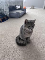 Lost Female Cat last seen Cindy Lane, Prince George's County, MD 20743