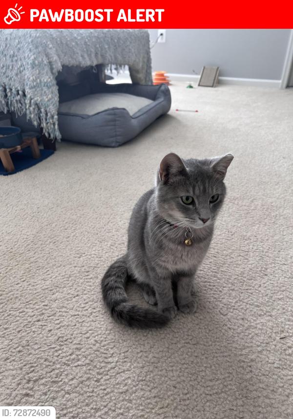 Lost Female Cat last seen Cindy Lane, Prince George's County, MD 20743