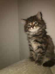 Lost Female Cat last seen Bellevale shopping centre/ the grge/ the fire station/ the police station, Merseyside, England L25 2NL