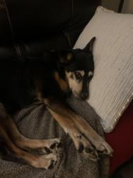 Lost Female Dog last seen Wallace ave and noland, Indianapolis, IN 46201