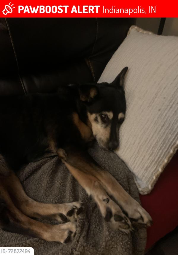 Lost Female Dog last seen Wallace ave and noland, Indianapolis, IN 46201