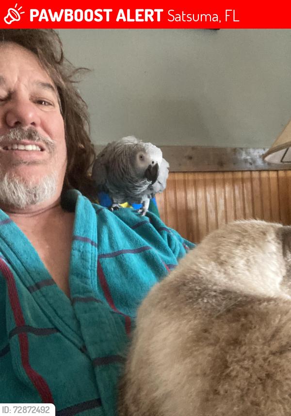 Lost Unknown Bird last seen Carlin rd. And Jill Ln., Satsuma, FL 32189