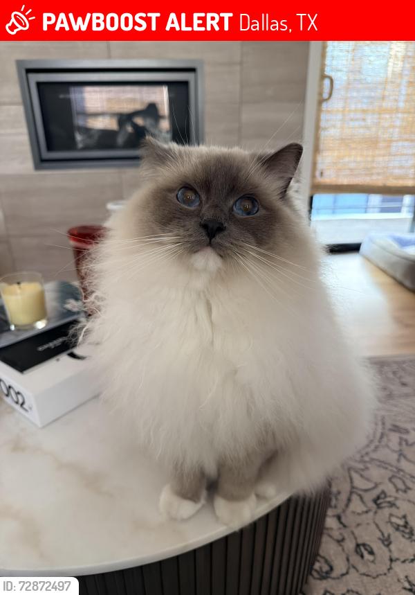 Lost Male Cat last seen Greenville and summit ave , Dallas, TX 75206
