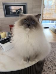 Lost Male Cat last seen Greenville and summit ave , Dallas, TX 75206