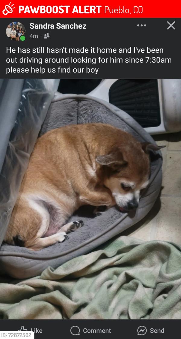 Lost Male Dog last seen Nevada, Pueblo, CO 81004