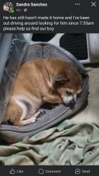 Lost Male Dog last seen Nevada, Pueblo, CO 81004