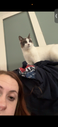 Lost Female Cat last seen Between BP in Felton and Calloway Furniture Harrington , Felton, DE 19943