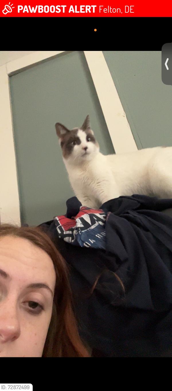 Lost Female Cat last seen Between BP in Felton and Calloway Furniture Harrington , Felton, DE 19943