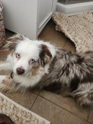 Lost Male Dog last seen Apostle rd/rt 43, Carrollton, OH 44615
