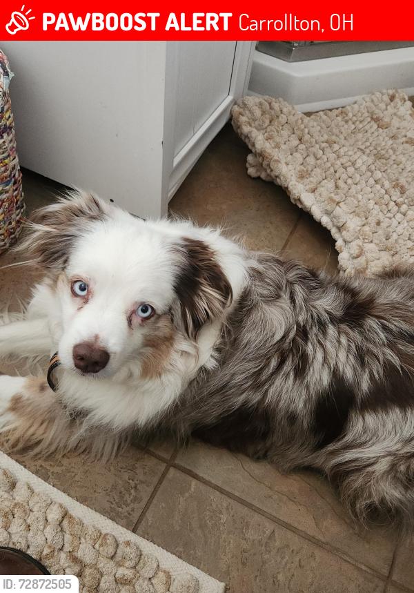Lost Male Dog last seen Apostle rd/rt 43, Carrollton, OH 44615