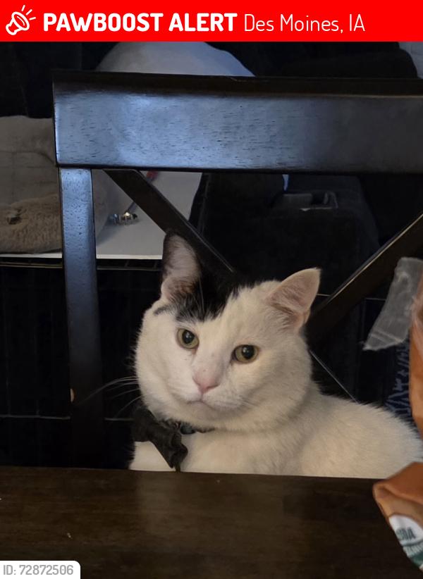 Lost Male Cat last seen Sw 3rd St and Wall Avenue , Des Moines, IA 50315
