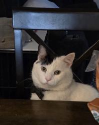 Lost Male Cat last seen Sw 3rd St and Wall Avenue , Des Moines, IA 50315