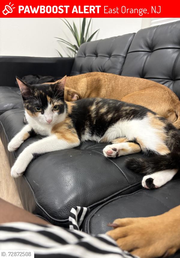 Lost Female Cat last seen Walgreens, East Orange, NJ 07018