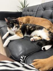 Lost Female Cat last seen Walgreens, East Orange, NJ 07018
