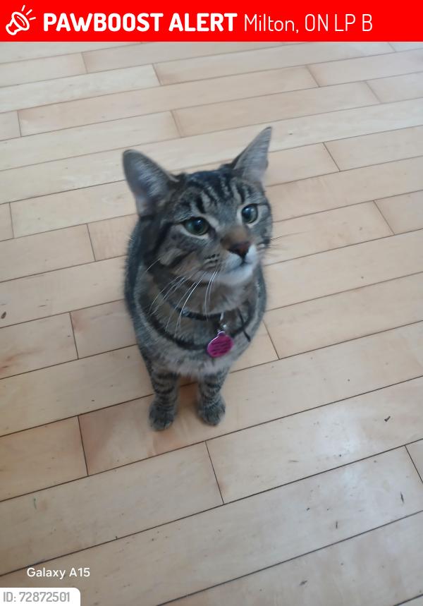 Lost Female Cat last seen North of Derry Rd. on Guelp Line just by St.George Anglican Church , Milton, ON L0P 1B0