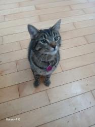 Lost Female Cat last seen North of Derry Rd. on Guelp Line just by St.George Anglican Church , Milton, ON L0P 1B0