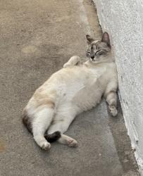 Lost Female Cat last seen Dollar tree, Downey, CA 90242