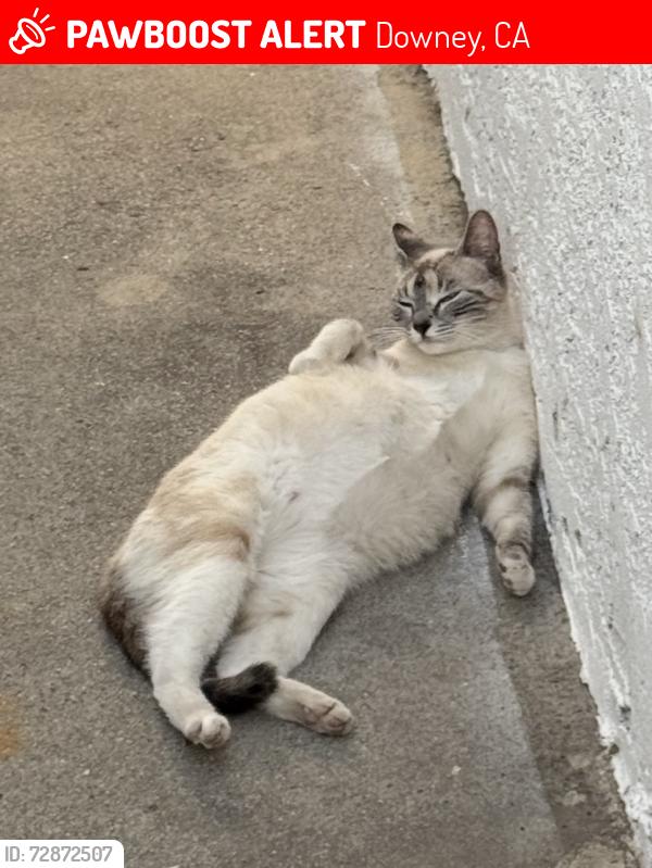 Lost Female Cat last seen Dollar tree, Downey, CA 90242