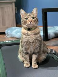 Reunited Male Cat last seen Longview ave. And morningside, Columbus, OH 43202