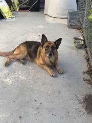 Found/Stray Male Dog last seen Near sw 169 avenue , Miami, FL 33187